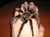 brachypelma_vagans_by_darkwolver.jpg