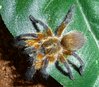 Harpactira pulchripes3.JPG