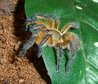 Harpactira pulchripes5.JPG