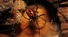 Iranian Black Widow.jpg