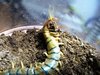 Scolopendra polymorpha feeding.jpg