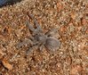 M balfouri sling 5.jpg M balfouri sling 5.jpg