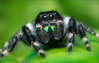 phidippus-audax-bryantae.jpg