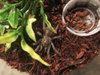 Mystery Spider.jpg