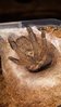 tarantula pic.jpg