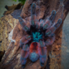 Avicularia-versicolor.png