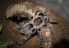 G.pulchripes.jpg