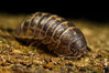 pill_bug_by_dalantech.jpg