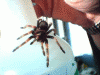 smithi.GIF