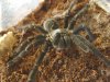 spiders 066_1.jpg