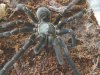 spiders 067_1_1.jpg