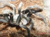 spiders 070_1.jpg