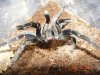spiders 071_1.jpg