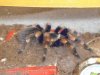 smithi.JPG