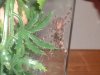 P.regalis chillin 2.JPG