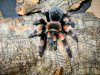 smithi for boards 1.JPG