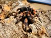 smithi for boards 2.JPG