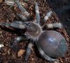 Smithi Leak.JPG