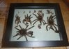 tarantula shadow box 1.jpg