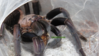 Chilobrachys fimbriatus eating roach.png