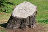 Tree stump.jpeg