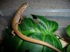 Southern California Alligator Lizard 3.JPG