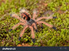 stock-photo-juvenile-avic-sp-blue-velvet-pink-toe-tarantula-on-green-moss-129216863.jpg