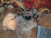 geniculata1.jpg