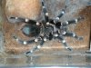 geniculata2.jpg