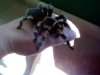 smithi08.jpg