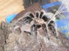 BrachypelmaAlbopilosa.jpg