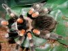 B.Smithi4-27-05.2.jpg