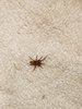 20170602_130255 spider.jpg