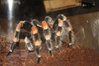 Mature B. Smithi pictures 034.JPG