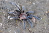 Brachypelma albopilosum Nicaragua - Sling (5).JPG