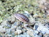 Macrotestwoodlouse.JPG