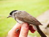 TraadBlackcap.JPG