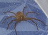 Thailand spider.jpg