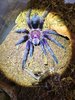 Phormictopus sp. \'Dominican purple\'MG_3326.JPG