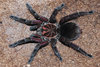 Pamphobeteus nigricolor .jpg