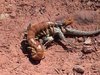 centipede eat lizard.jpg