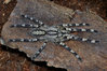 fasciata molt 3.jpg