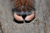iridopelma feet.jpg