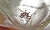 unknownspider.jpg unknownspider.jpg