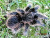 Brachypelma albopilosum Honduras - Female.jpg