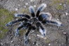 Brachypelma albopilosum Honduras - Mature Male.JPG