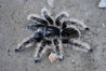 Brachypelma albopilosum Nicaragua  - Female.JPG