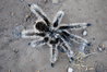 Brachypelma albopilosum Nicaragua - Mature Male.JPG