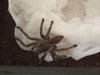 Haplopelma albostriatum-Thai Zebra Tarantua 009.JPG