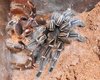a seemanni moult 081317.JPG